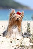 YORKSHIRE TERRIER 091